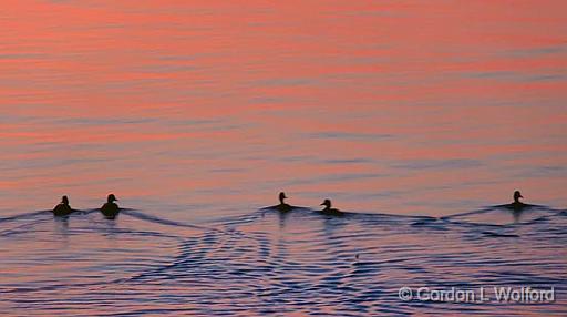 Sunrise Swimmers_04384.jpg - Photographed near Orillia, Ontario, Canada.